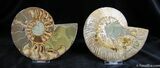 Inch Split Ammonite Pair From Madagascar #593-1